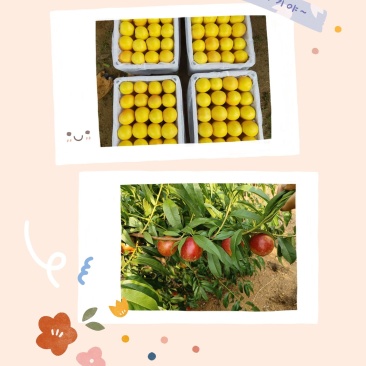 卢龙山地露天满园红等红油桃