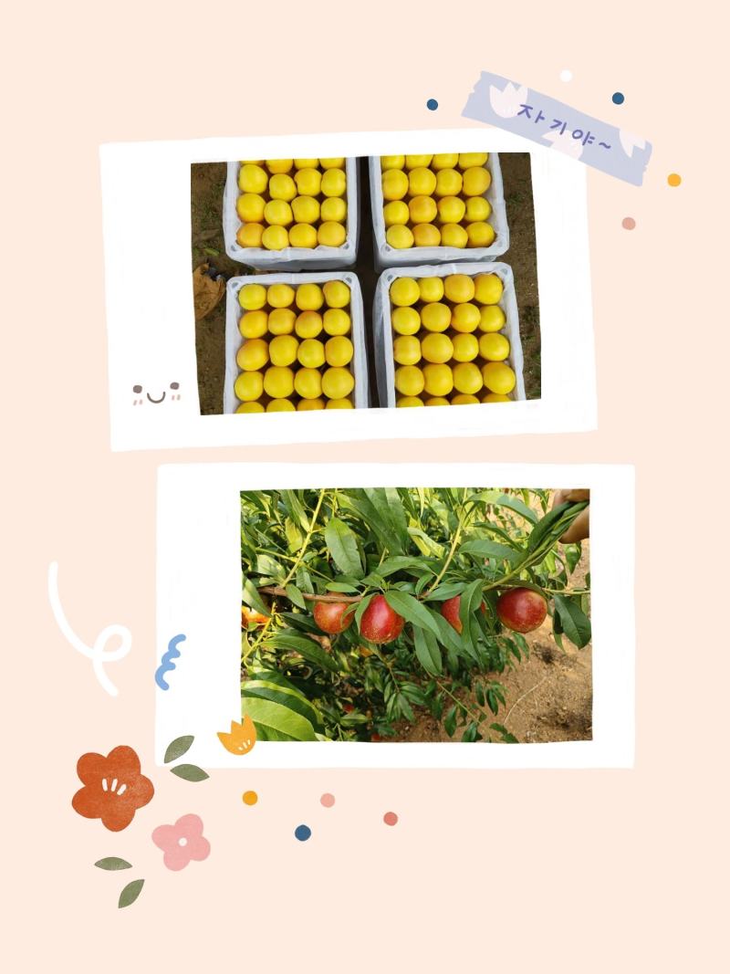 卢龙山地露天满园红等红油桃