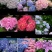 绣球花苗