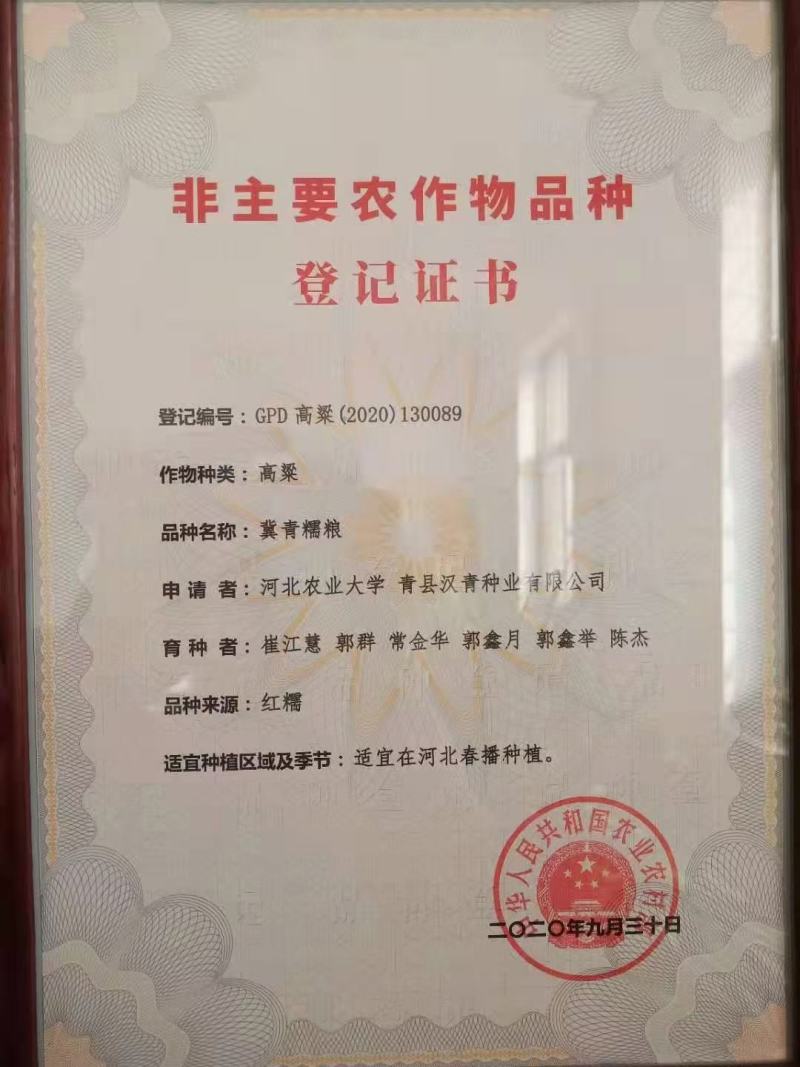 春播小颗粒全糯品种。株高一米七，积温2750