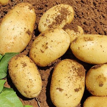 土豆十宴一号土豆大量上市个头均匀绥中土豆产地代办