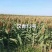 株高一米二。夏播糯高粱，积温2500