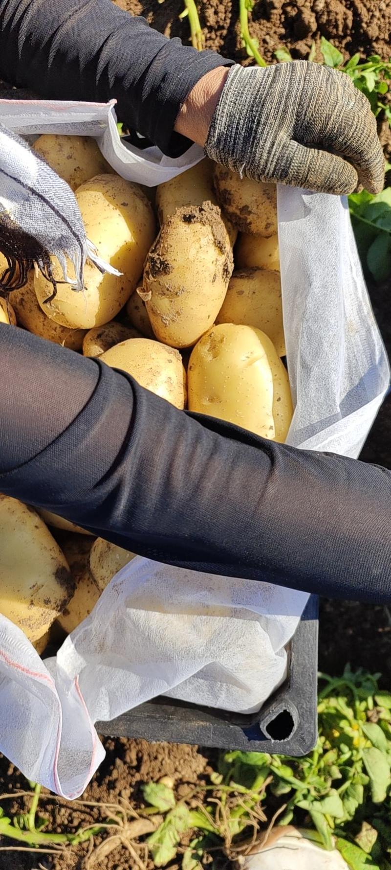 土豆十宴一号土豆大量上市个头均匀绥中土豆产地代办