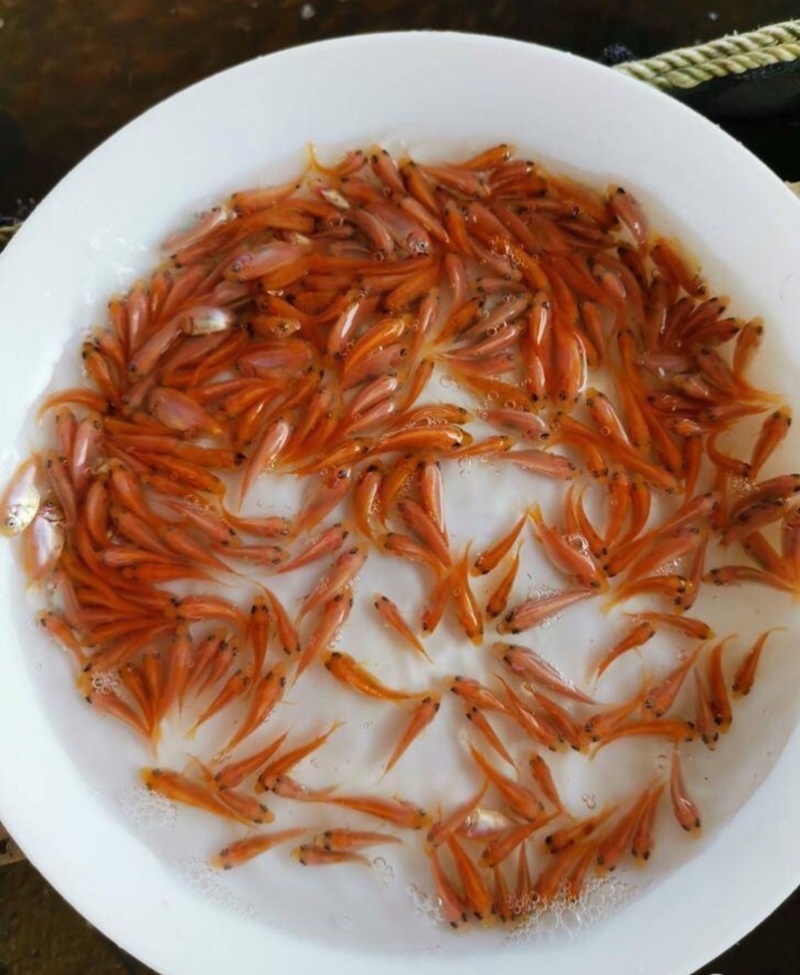 红罗非彩虹雕罗非苗快大杂交品种食用鱼玉罗非鱼苗