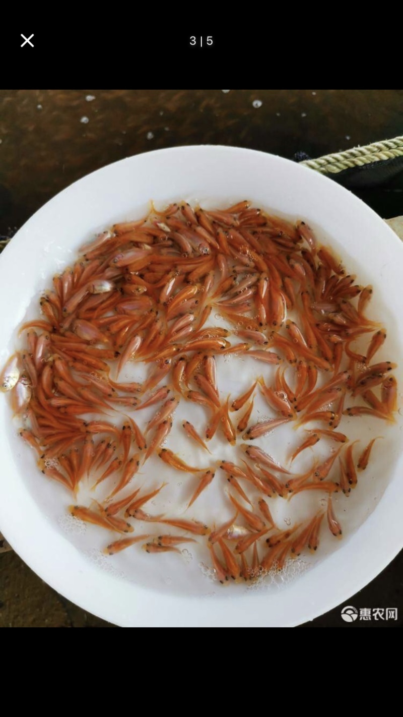 红罗非彩虹雕罗非苗快大杂交品种食用鱼玉罗非鱼苗