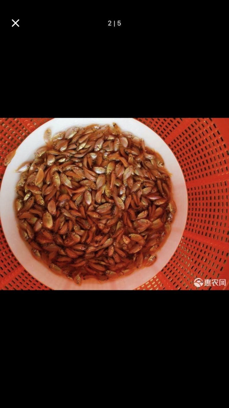 红罗非彩虹雕罗非苗快大杂交品种食用鱼玉罗非鱼苗