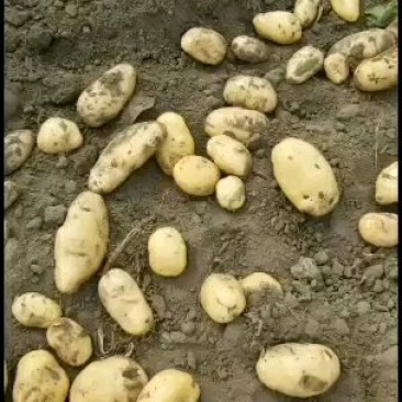 荷兰土豆，闽暑土豆，沙土地，干净，价格不贵，有想要的老板