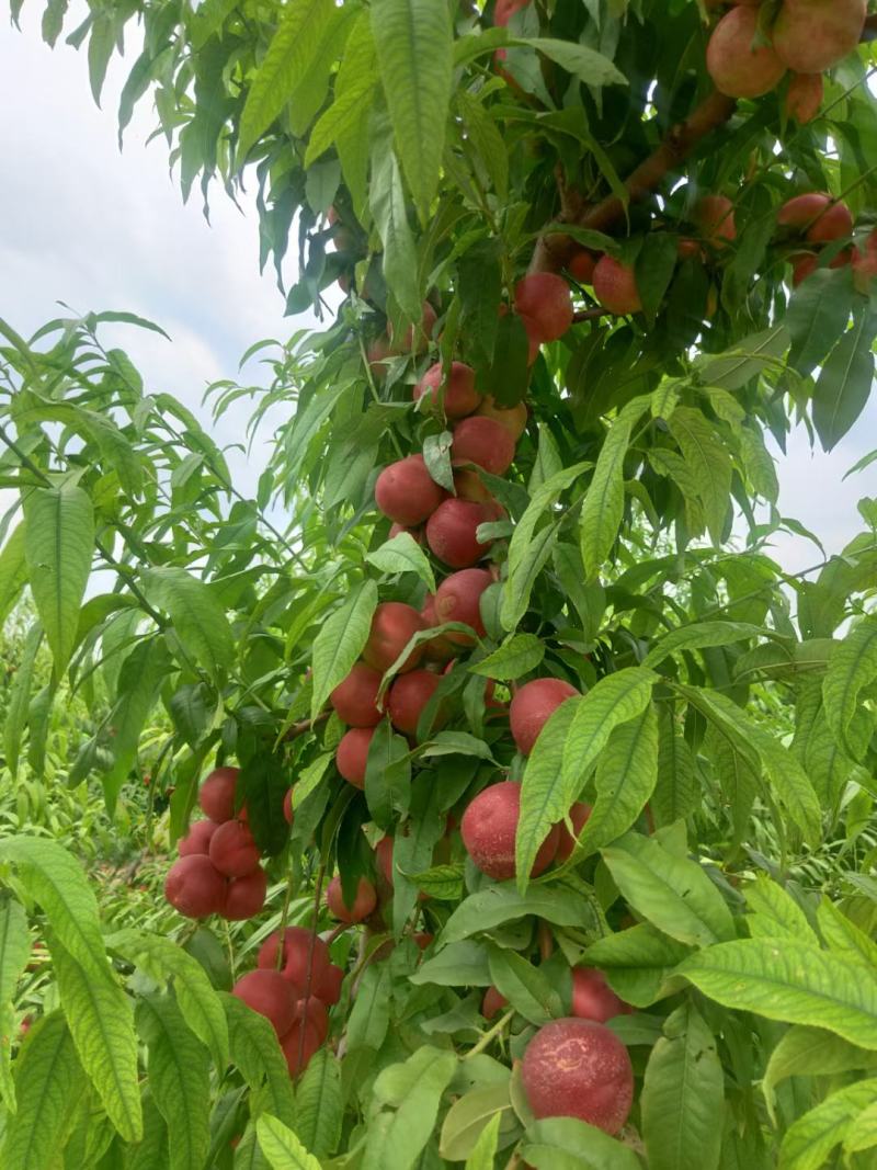珍珠油桃产地珍珠枣蜜桃批发陕西珍珠油桃产地珍珠枣蜜桃