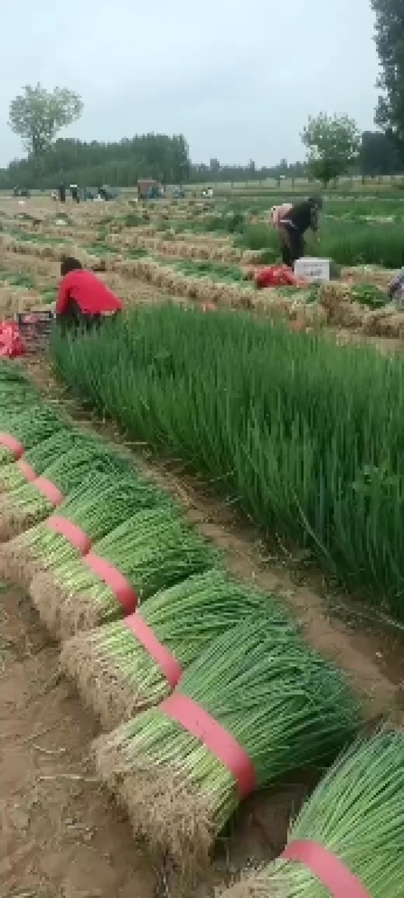 小葱苗四季葱苗。长年供应，有长白，有钢葱，接受预订