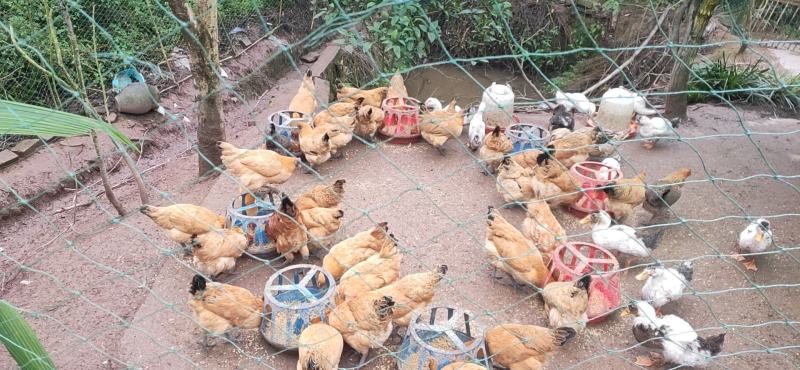 原生态散养土鸡，农家养殖，保质保量，欢迎选购