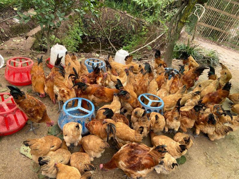 原生态散养土鸡，农家养殖，保质保量，欢迎选购