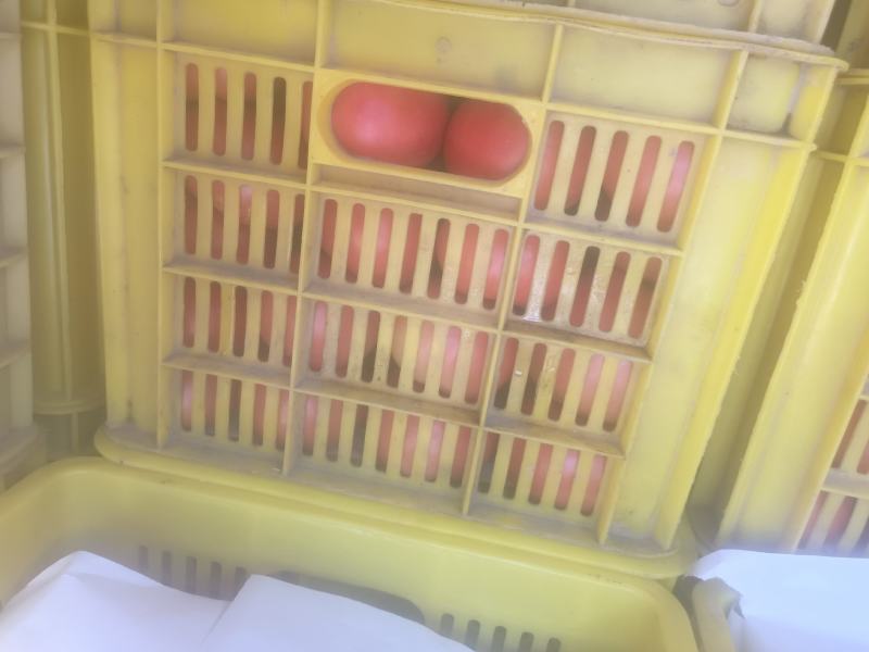 硬粉西红柿