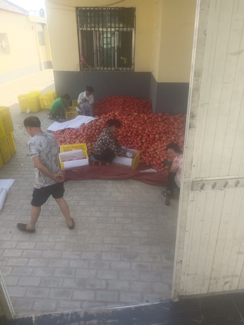 硬粉西红柿