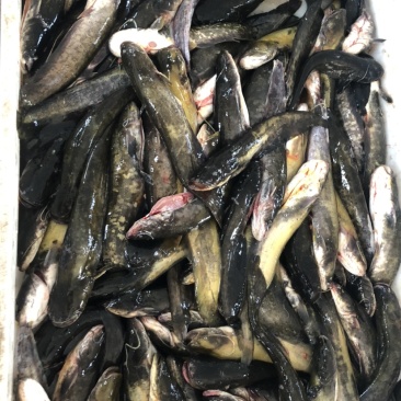 鲶鱼
