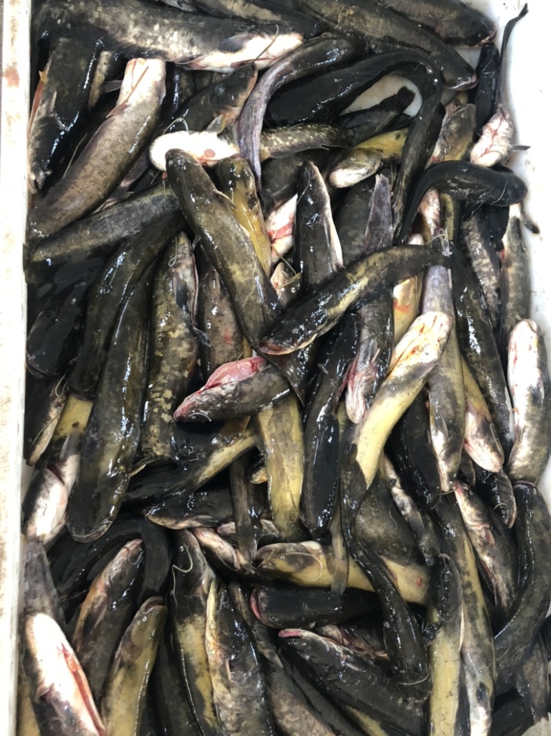 鲶鱼