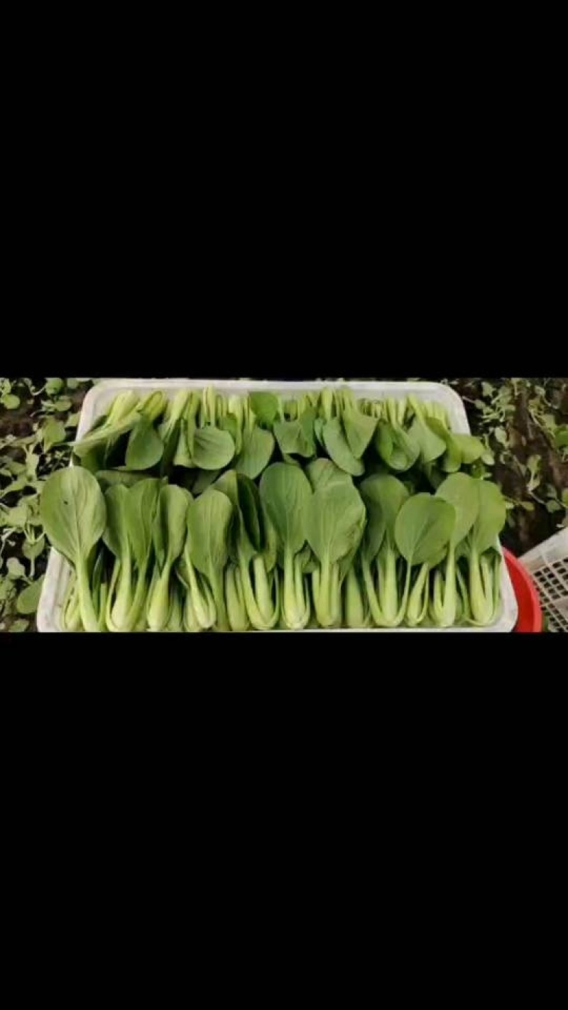 [优质]上海青翠绿鲜嫩货源充足一手货源，基地直发