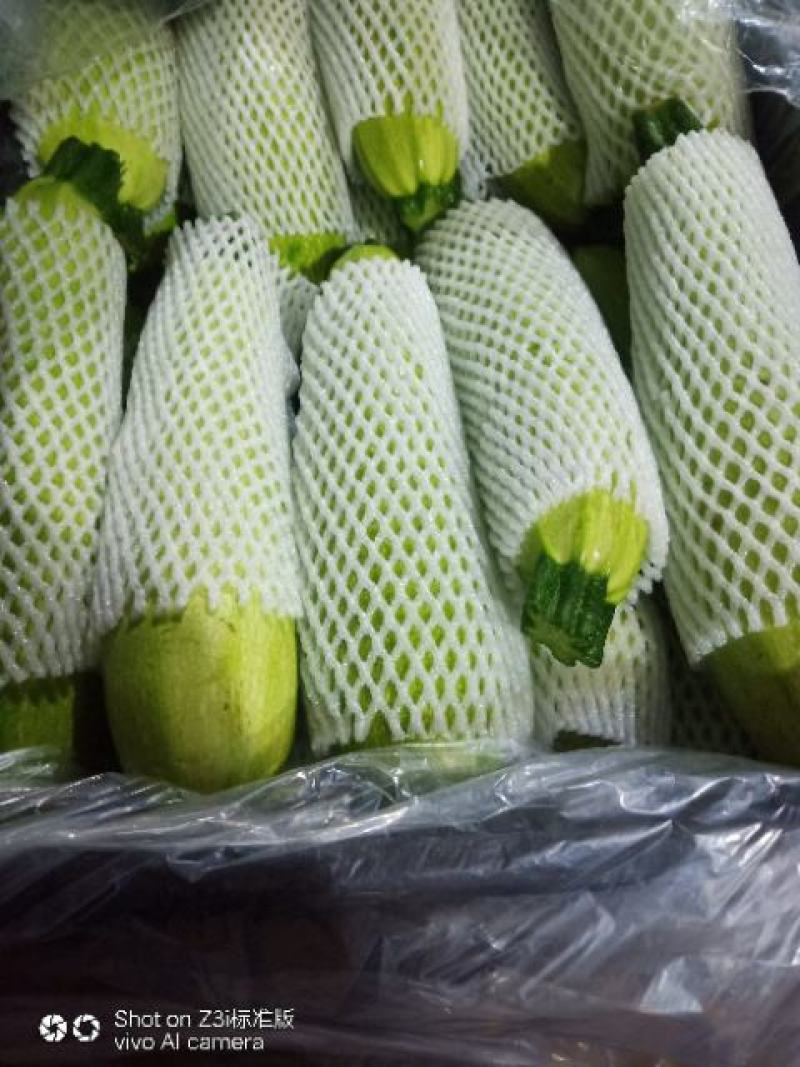 小瓜上市了