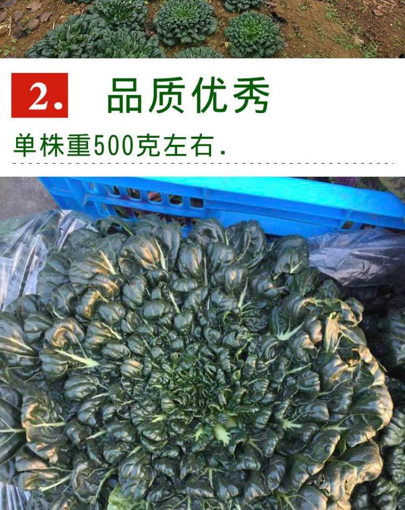 乌塌菜种子，800粒