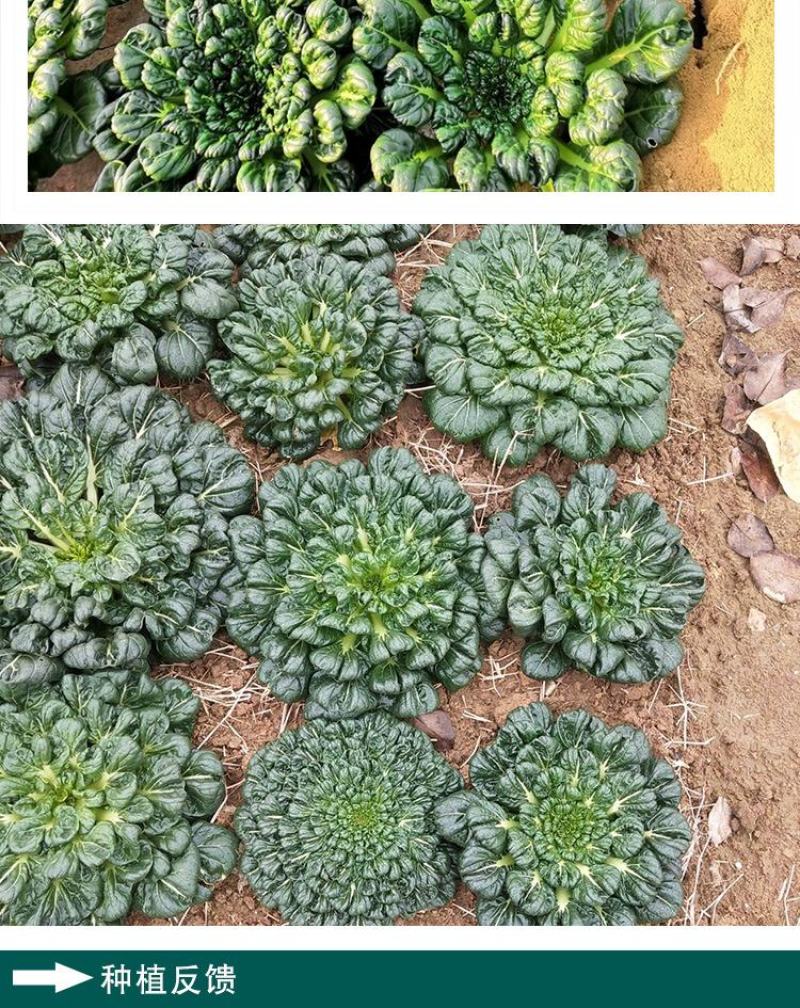 乌塌菜种子，800粒