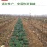 乌塌菜种子，800粒