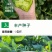 冰糖脆水果萝卜种子，50克