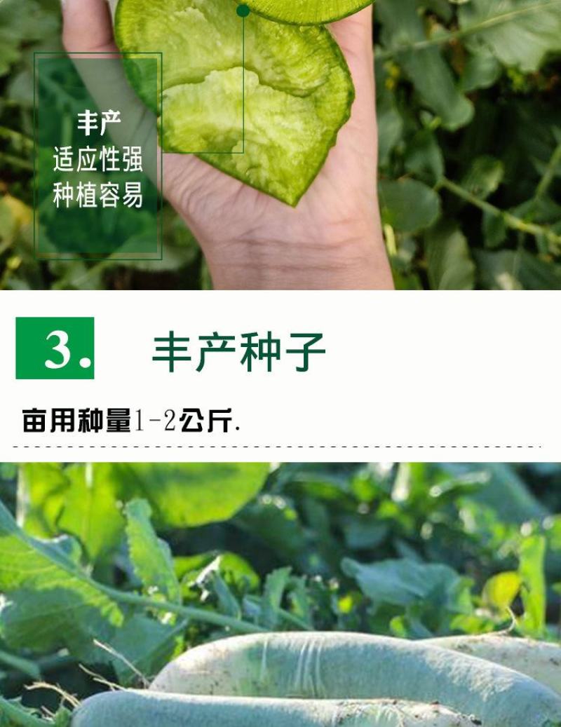 冰糖脆水果萝卜种子，50克