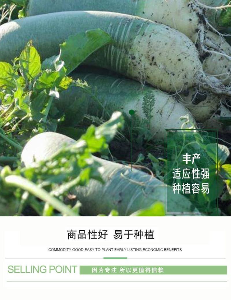 冰糖脆水果萝卜种子，50克