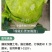 冰糖脆水果萝卜种子，50克