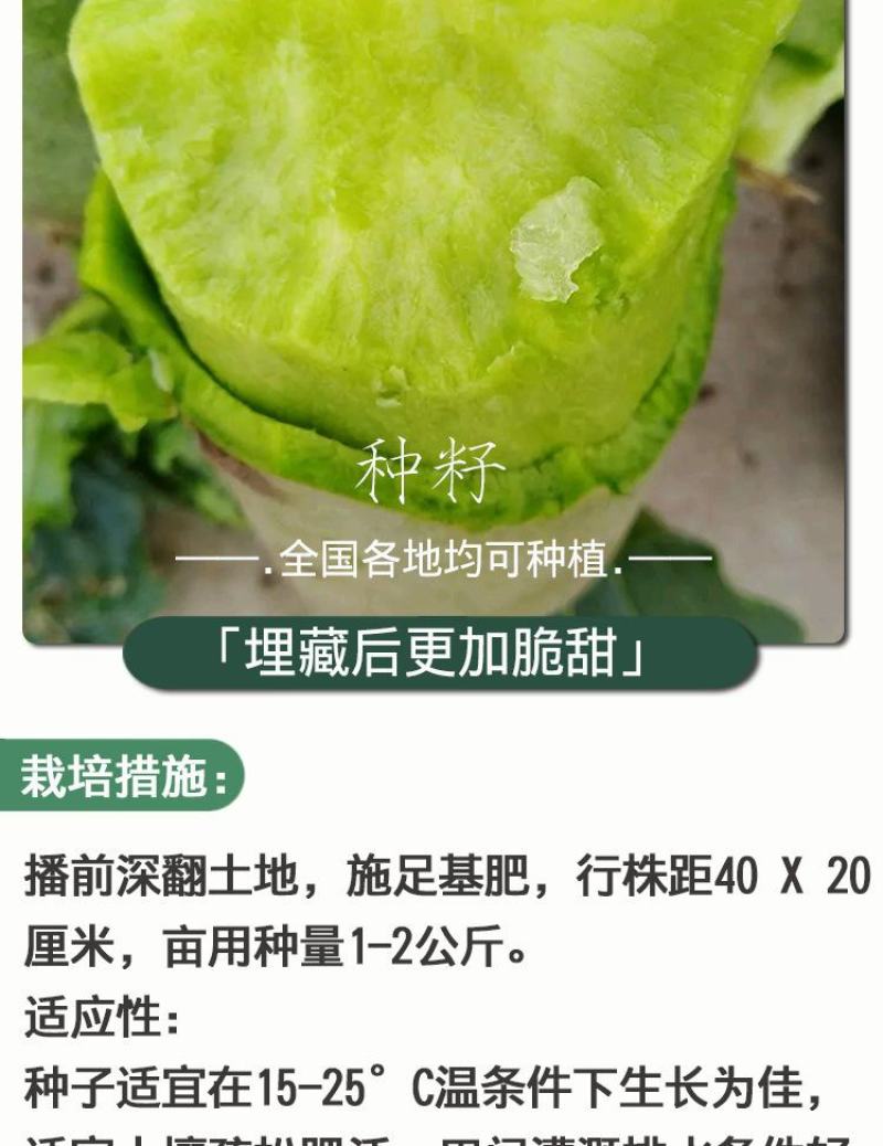 冰糖脆水果萝卜种子，50克