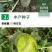 冰糖脆水果萝卜种子，50克