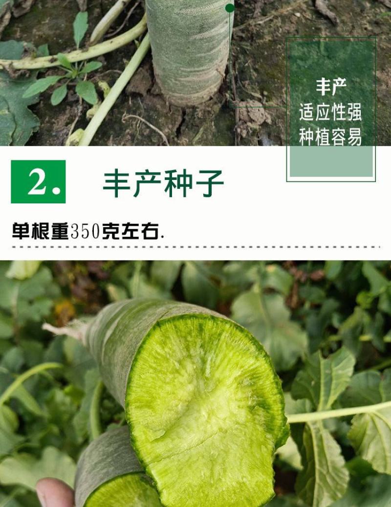 冰糖脆水果萝卜种子，50克