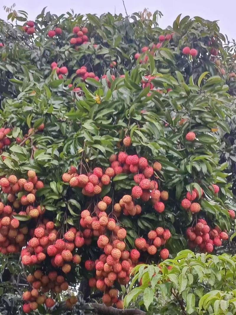 荔枝红糯米糍