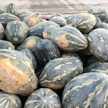 广西省贺州市富川县精品香芋南瓜~顶呱呱