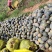 广西省贺州市富川县精品香芋南瓜~顶呱呱
