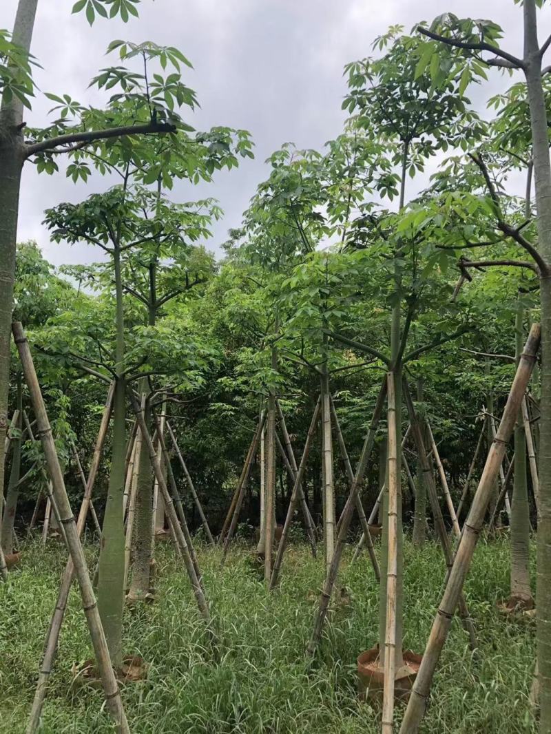 低价出售大腹木棉/美丽异木棉10/11-12/13/14