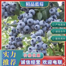 蓝莓山东蓝莓/品种齐全/产地直发/随时看货全国物流直达