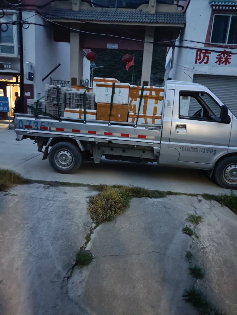 新鲜羊肚菌上市了，欢迎选购，量大从优