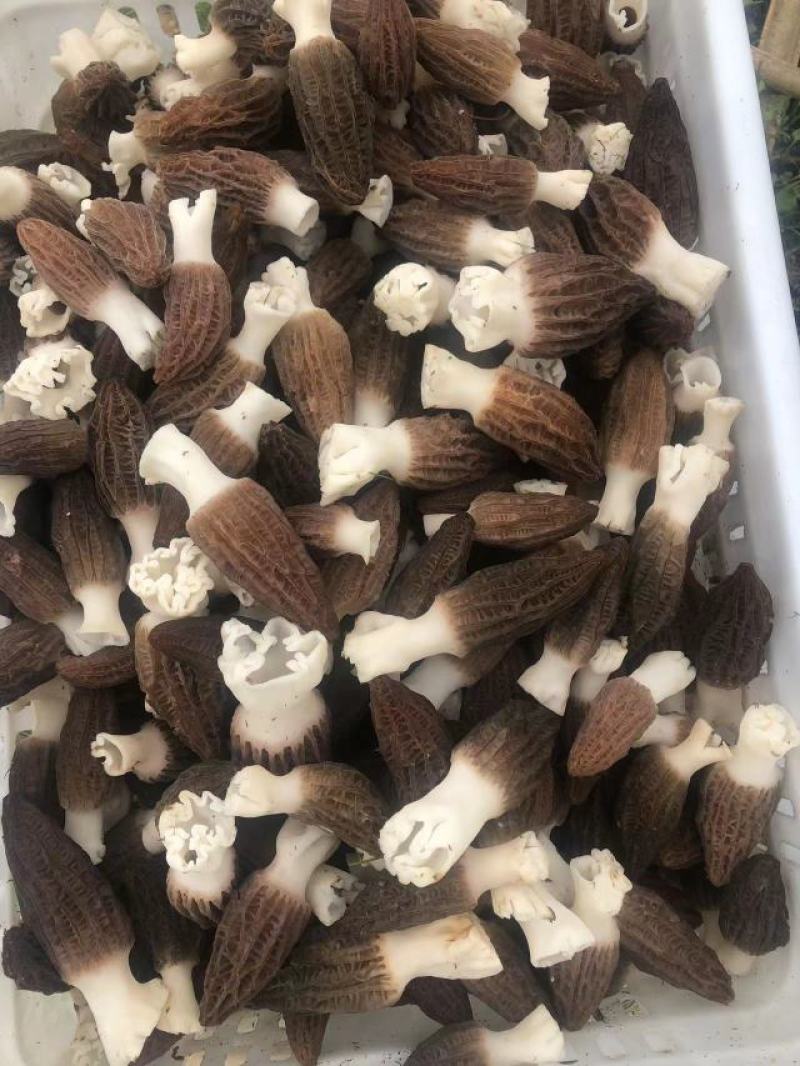 新鲜羊肚菌上市了，欢迎选购，量大从优