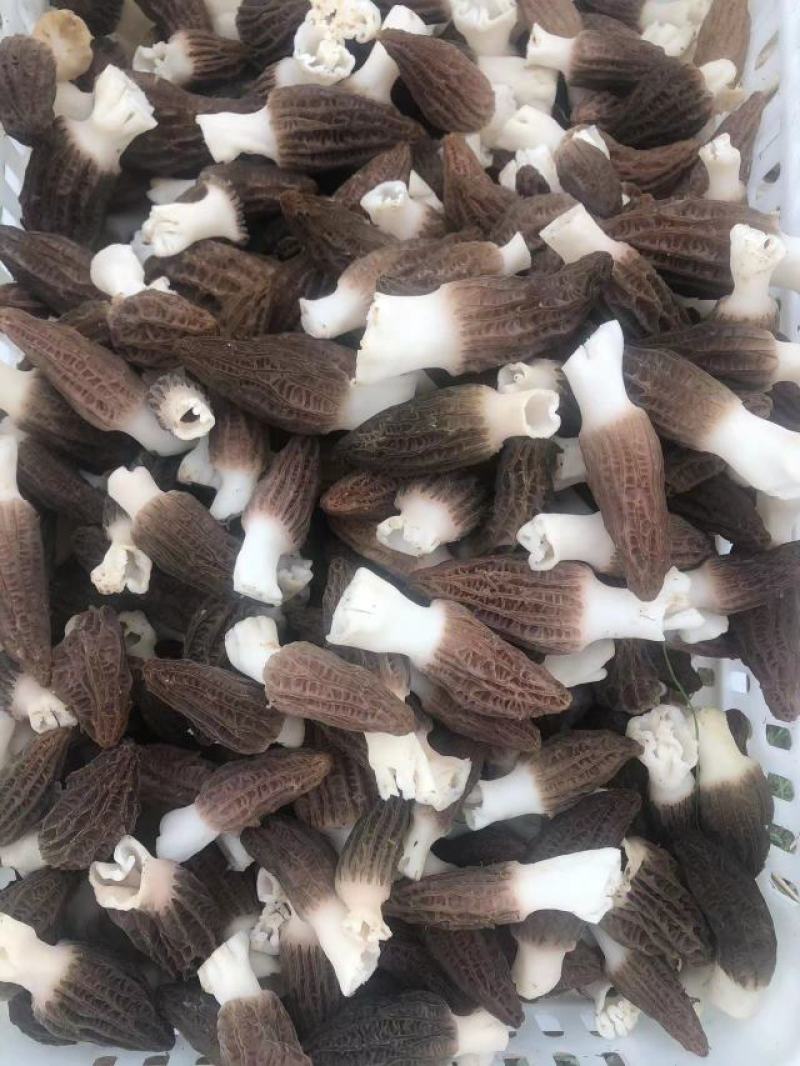 新鲜羊肚菌上市了，欢迎选购，量大从优