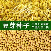 发豆芽小黄豆种子小金黄非转基因农家黄豆种子豆芽纳豆黄豆种