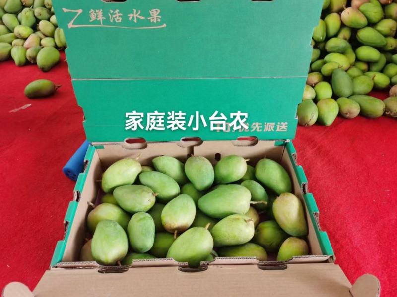 小台农VS小金煌