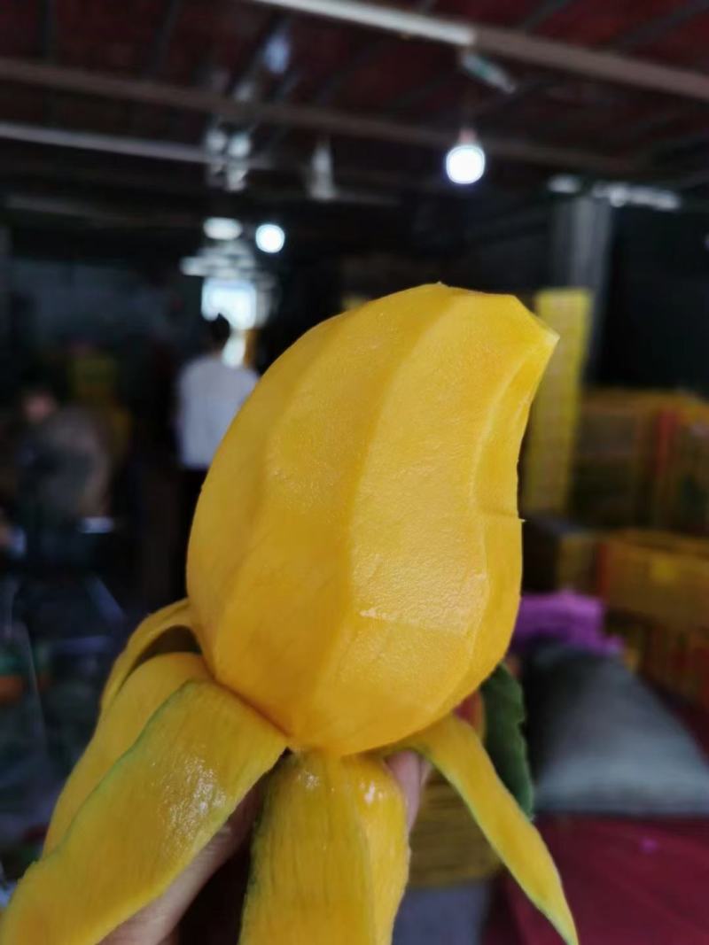 小台农VS小金煌