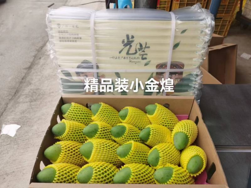 小台农VS小金煌