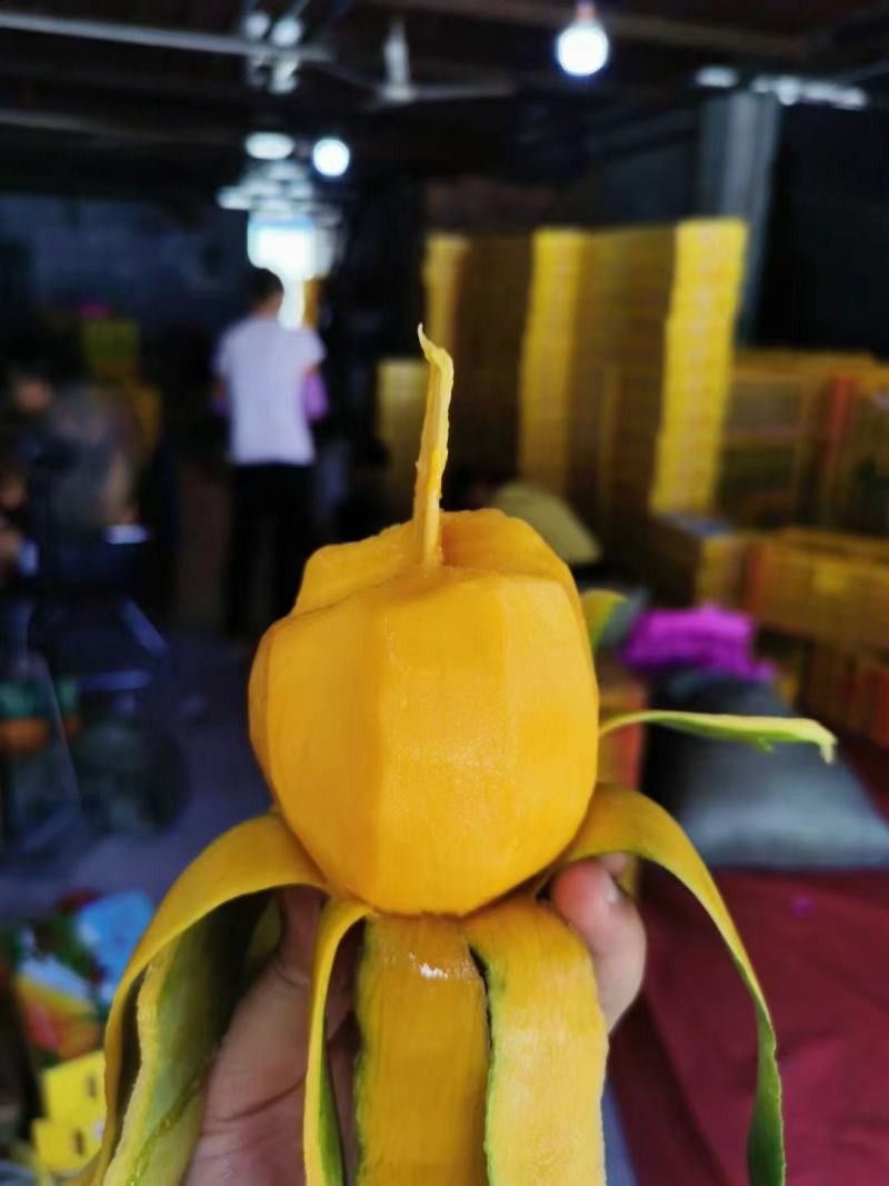 小台农VS小金煌