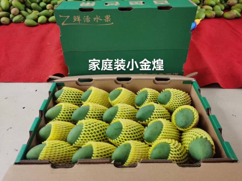 小台农VS小金煌