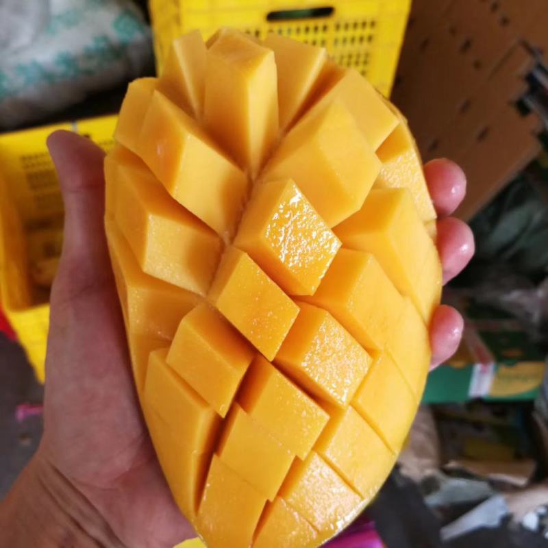 小台农VS小金煌