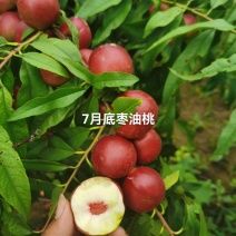 珍珠枣油桃