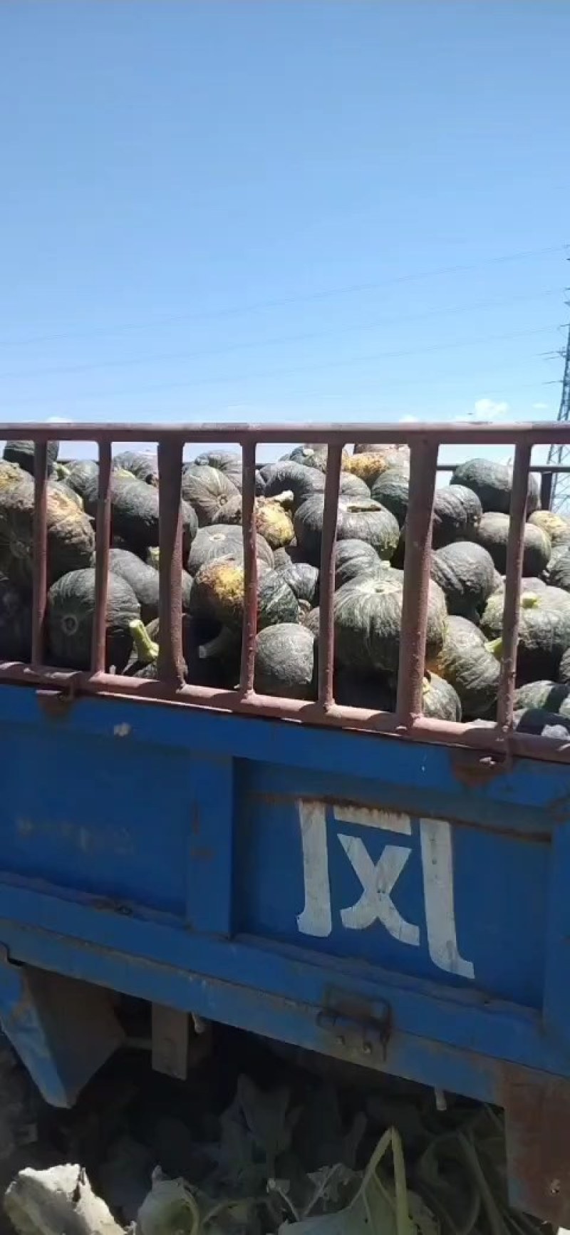 甜栗南瓜，板栗南瓜，产地直发，货源充足！