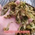花菜干农家自然风干零添加批发零售产地直发物美价廉