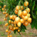 鸡心黄皮果#产地货源直供全国市场、果汁原料厂